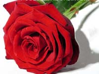 Rosa Grand Prix